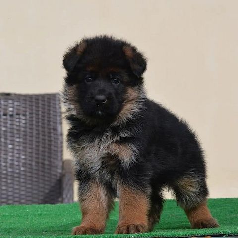 Sozialisierte Deutsche Schäferhund-Welpen