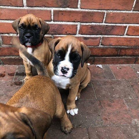 Wunderschöne Boxer-Welpen mit AKC-Papieren