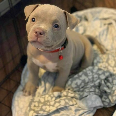 Entzückende American-Pitbull-Terrier-Welpen