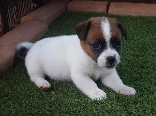 Jack-Russell-Welpen.