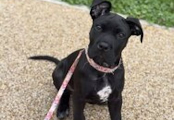 6 Monate alte Cane-Corso-Hündin