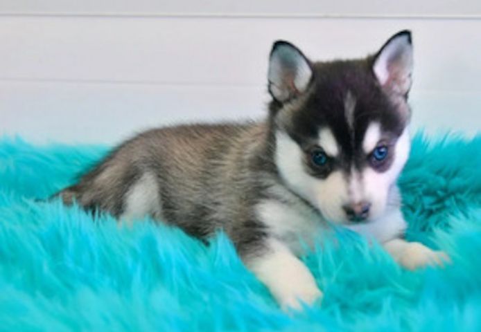 Alaskan-Klee-Kai-Welpen abgabebereit