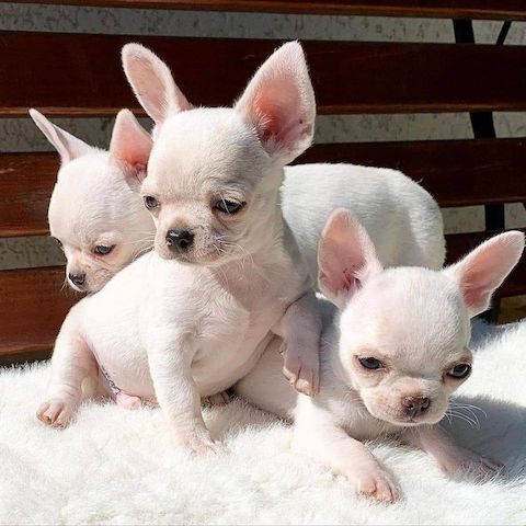 2 wunderschöne Chihuahua-Mops-Welpen (ein Rüde und eine Hündin)