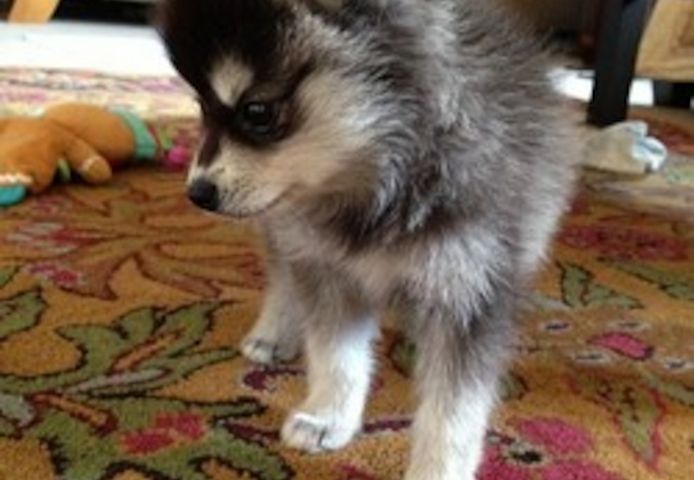 Alaskan-Klee-Kai-Welpen abgabebereit