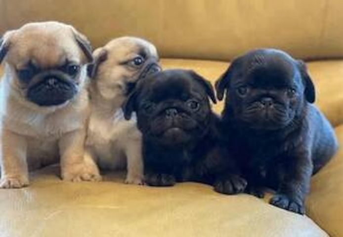 Mops-Welpen abgabebereit