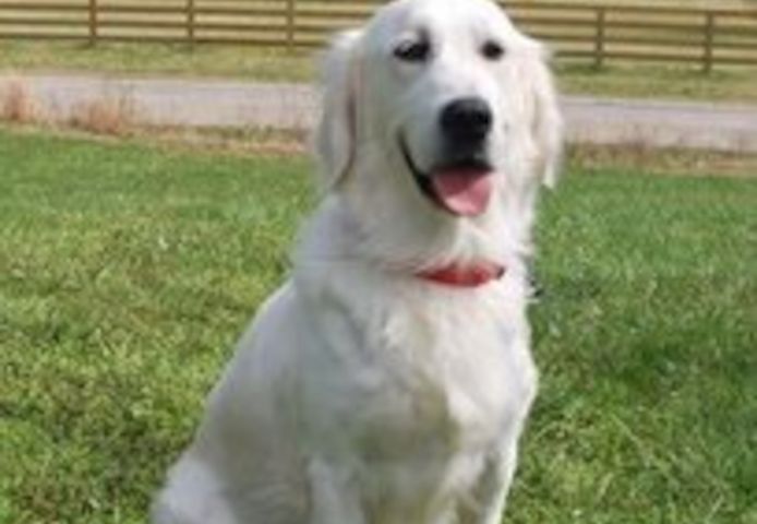 Golden-Retriever-Welpen in Nashville