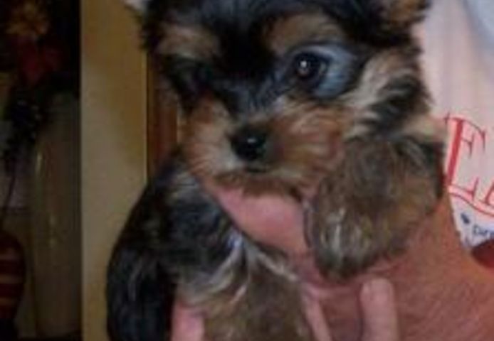 Yorkshire-Terrier-Welpen suchen ein Zuhause