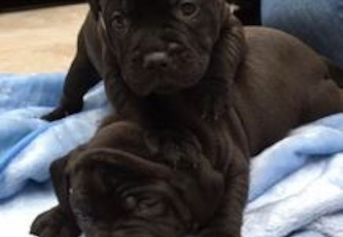 Staffordshire-Bullterrier-Welpen.