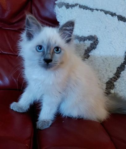 Birman Kätzchen