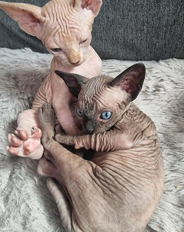 Sphynx-Kätzchen