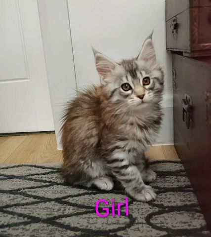 reinrassiges Maine-Coon-Kätzchen abzugeben.