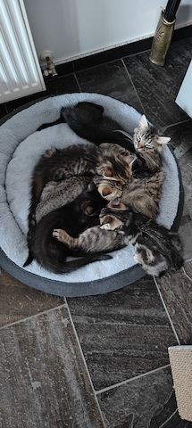 Kitten zu verkaufen