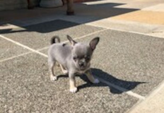 Wundervolle Chihuahua-Welpen