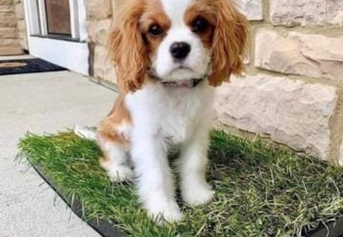 Wunderschöne Cavalier King Charles Welpen (Rüden und Hündinnen)