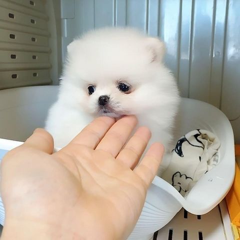 Süße Zwergspitz-Welpen (Pomeranian) zu verkaufen