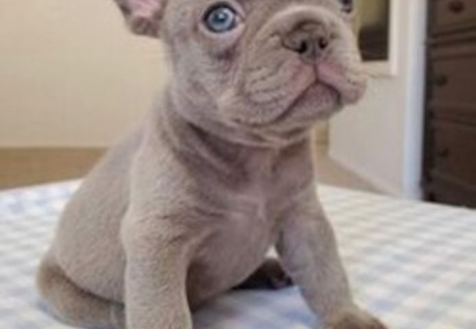 Französische Bulldoggen-Welpen zu verkaufen