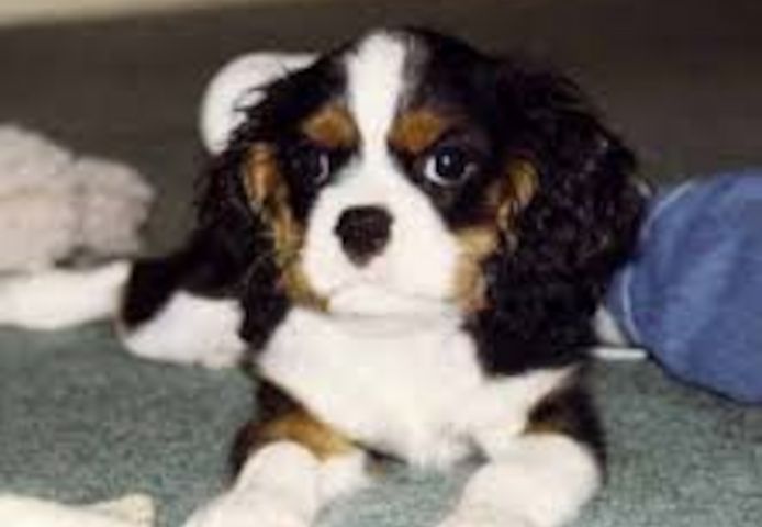 Wunderschöne Cavalier King Charles Welpen (Rüden und Hündinnen)