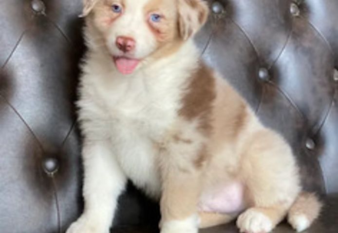 Australian-Shepherd-Welpen suchen ein Zuhause