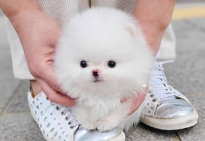 Süße Zwergspitz-Welpen (Pomeranian) zu verkaufen