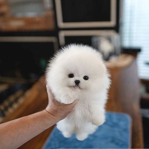 Süße Zwergspitz-Welpen (Pomeranian) zu verkaufen