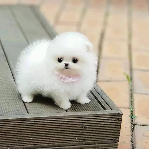 Süße Zwergspitz-Welpen (Pomeranian) zu verkaufen