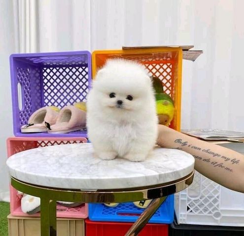 Süße Zwergspitz-Welpen (Pomeranian) zu verkaufen