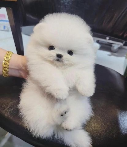 Süße Zwergspitz-Welpen (Pomeranian) zu verkaufen
