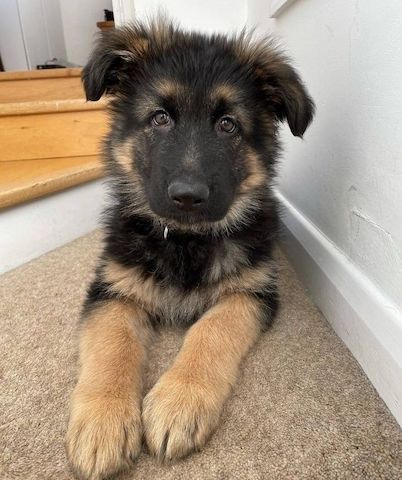 Schäferhund-Welpen zu verkaufen
