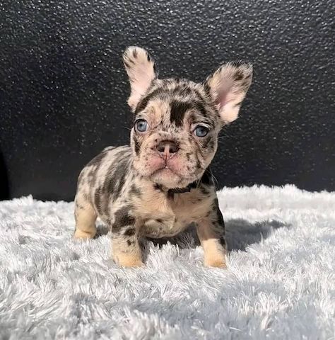Französische Bulldoggenwelpen abzugeben