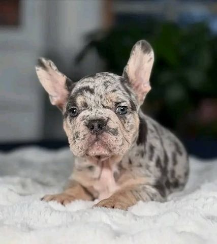 Französische Bulldoggenwelpen abzugeben