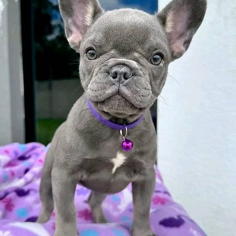 Französische Bulldoggenwelpen abzugeben