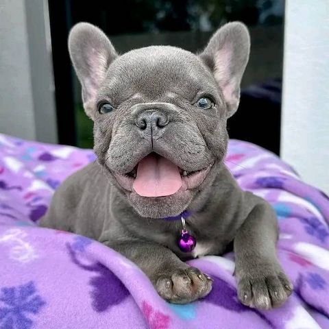 Französische Bulldoggenwelpen abzugeben