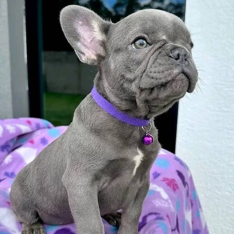 Französische Bulldoggenwelpen abzugeben