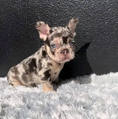 Französische Bulldoggenwelpen abzugeben