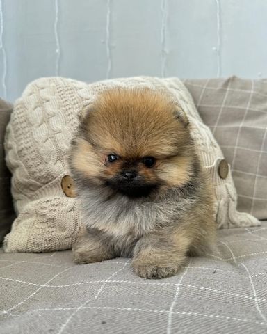 Bezaubernde Pomeranian-Welpen abzugeben
