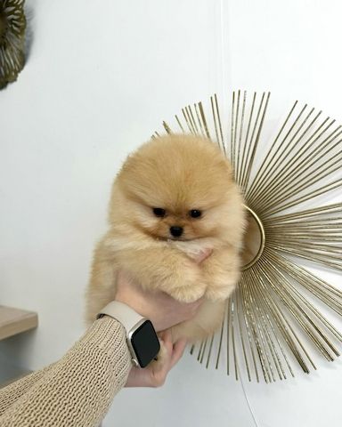 Bezaubernde Pomeranian-Welpen abzugeben