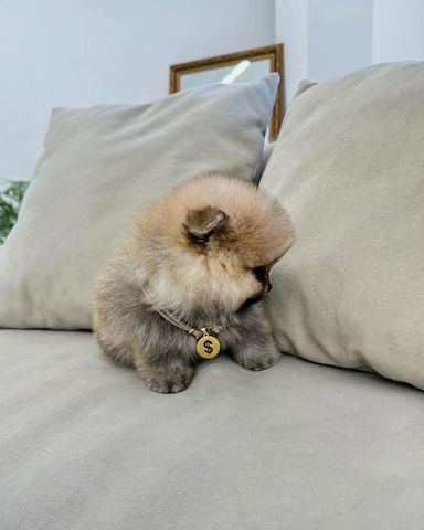 Bezaubernde Pomeranian-Welpen abzugeben