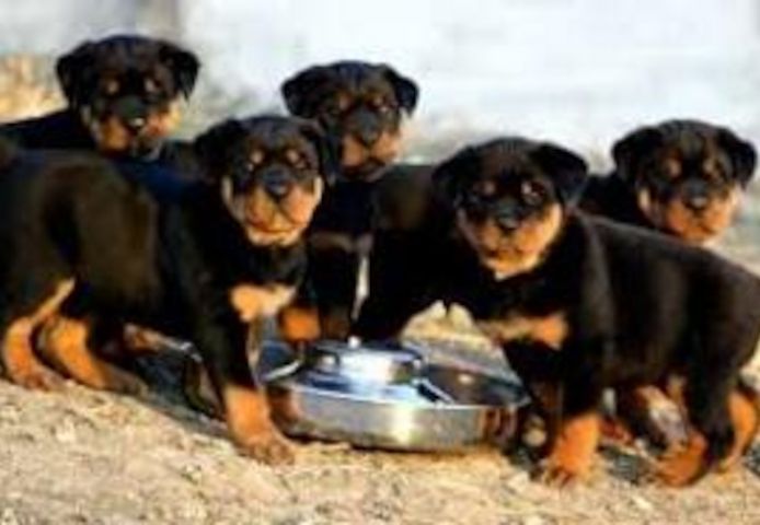 Rottweiler-Welpen zu verkaufen.