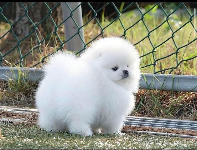 Süße Zwergspitz-Welpen (Pomeranian) zu verkaufen