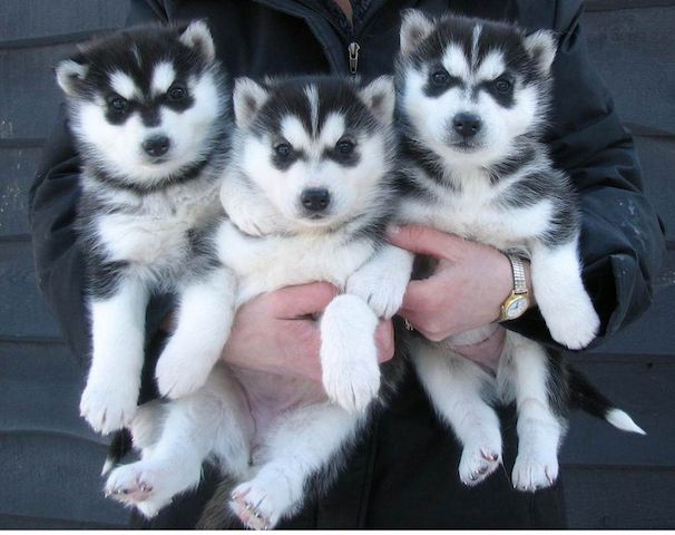 Süße und entzückende Siberian Husky-Welpen