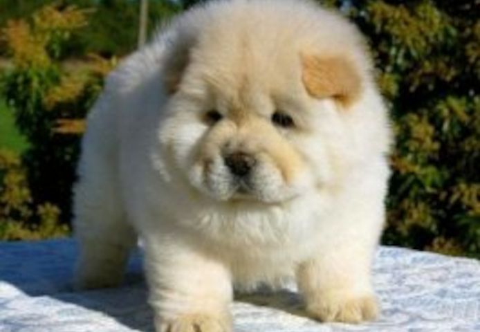 Chow-Chow-Welpen zu verkaufen