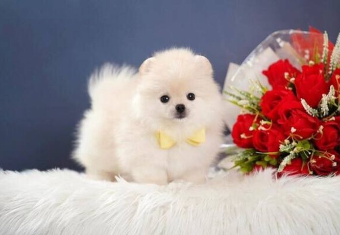 Zwergspitz-Welpen (Pomeranian) suchen ein neues Zuhause.