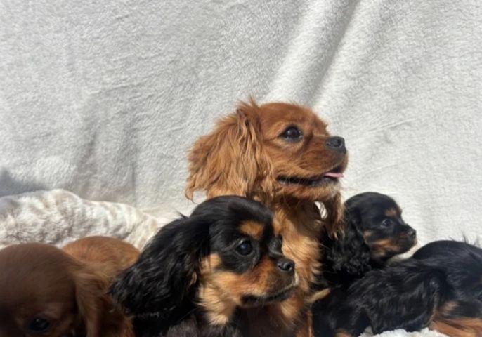 Cavalier King Charles Spaniel