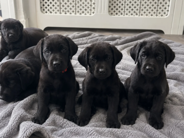 Wunderschöne schwarze Labrador-Welpen (KC-registriert)