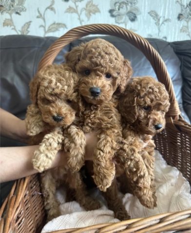 KC-registrierte Toy-Pudel-Welpen 😍 🐩