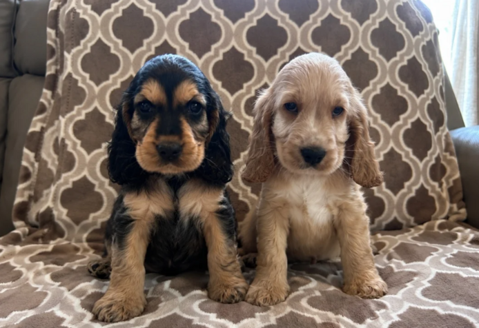 KC-registrierte Show-Cocker-Spaniel mit Gesundheitsuntersuchungen