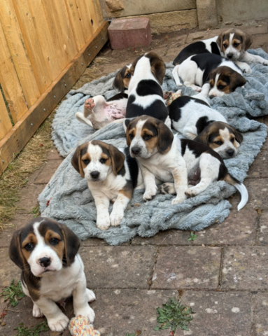 Wunderschöne Beagle-Welpen zu verkaufen