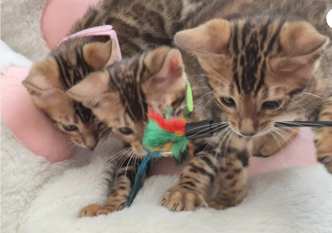 TICA-registrierte Bengal-Kätzchen
