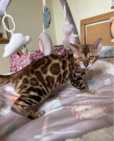 TICA 🐾 Gesundheitsgeprüft 🩷 Sehr freundliches Bengalmädchen