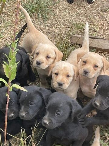 Labrador-Welpen bereit für ihr neues Zuhause.